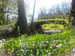 pont de l'arboretum lamas du parc, Château de Courcelles-sous-Moyencourt