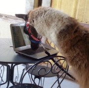 Notre très compétent assistant comptable