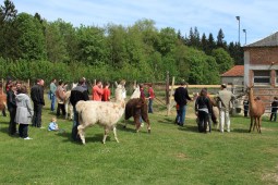 accueil de groupes Lamas du Parc, Château de Courcelles-sous-Moyencourt