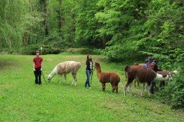 pause casse croute pour les lamas Lamas du Parc, Château de Courcelles-sous-Moyencourt